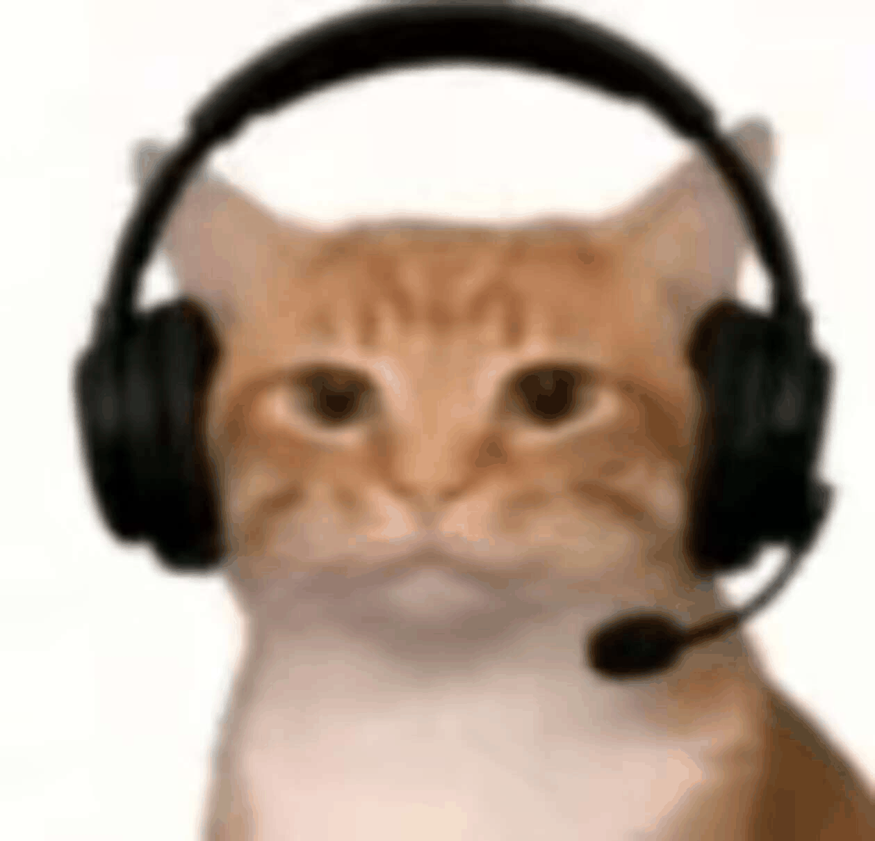 哈基米表情包 | Cat Memes