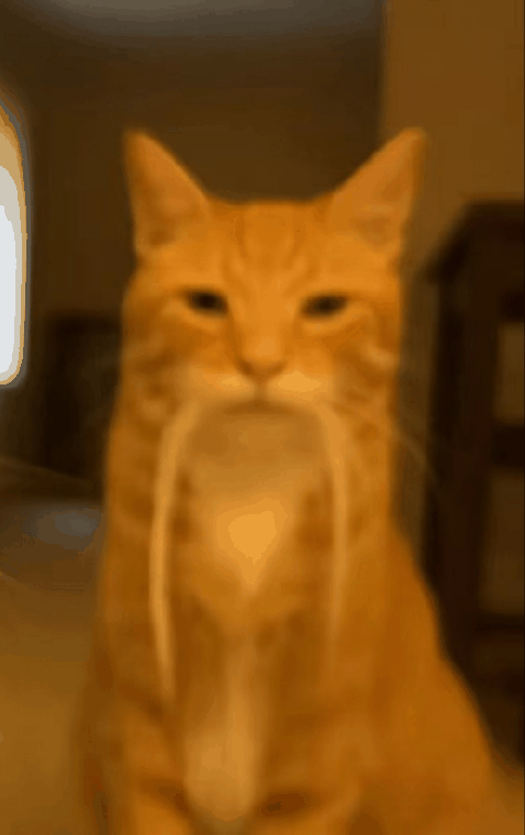哈基米表情包 | Cat Memes